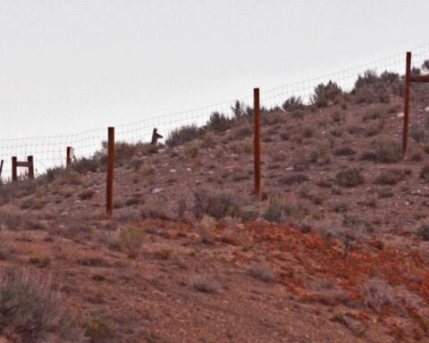 Colorado's wildlife crossings can reduce animal-vehicle crashes by 90% — would you pay $5 to build more?
