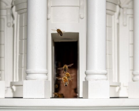 What's all the buzz about? Melania Trump is growing the White House honey program with a new beehive