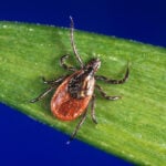 Tick season seems to be off to a fast start, and some expert worry about future illnesses