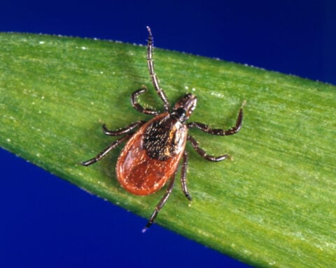 Tick season seems to be off to a fast start, and some experts worry about future illnesses