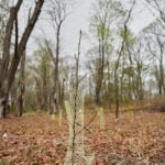 Trees are magic. In Newport, volunteers are working to expand their healthy reach