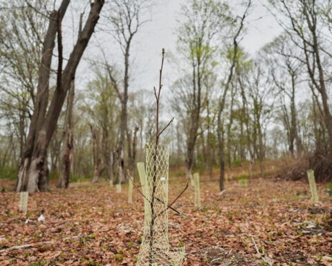 Trees are magic. In Newport, volunteers are working to expand their healthy reach