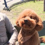 Man jumps into freezing Charles River to rescue his dog: "I actually thought I was going to drown"