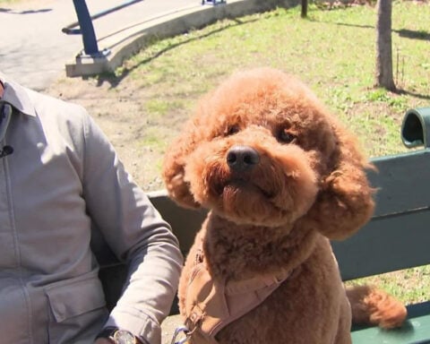 Man jumps into freezing Charles River to rescue his dog: "I actually thought I was going to drown"
