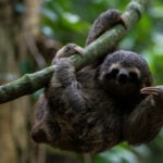 Sickness, cold killed nearly 30 sloths at a Florida import warehouse in 2024 and 2025