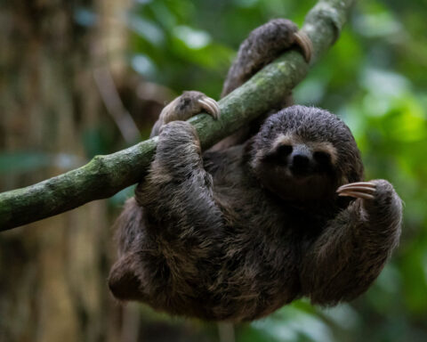 Sickness, cold killed nearly 30 sloths at a Florida import warehouse in 2024 and 2025