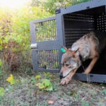 Researchers say remote Lake Superior island's wolves are thriving as packs prey on moose
