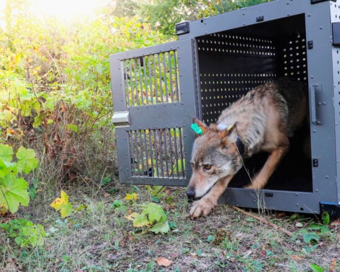Researchers say remote Lake Superior island's wolves are thriving as packs prey on moose