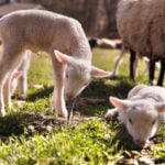 Farmers in Vermont expected a sheep to have twins. She ended up having rare sextuplets