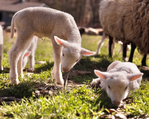 Farmers in Vermont expected a sheep to have twins. She ended up having rare sextuplets