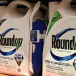 US Supreme Court hears Bayer's fight against Roundup lawsuits