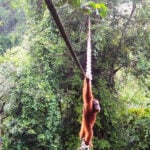 Camera trap shows Sumatra orangutan using a canopy bridge to cross a public road in Indonesia