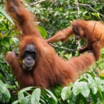 Camera trap shows Sumatra orangutan using a canopy bridge to cross a public road in Indonesia