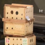 13 surviving sloths from Sloth World delivered to Central Florida Zoo in Sanford