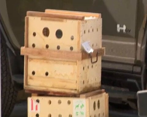 13 surviving sloths from Sloth World delivered to Central Florida Zoo in Sanford