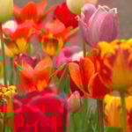 New owner of "tulip house" carries on tradition, finds new meaning behind the bulbs