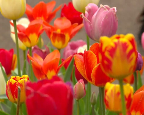 New owner of "tulip house" carries on tradition, finds new meaning behind the bulbs