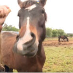 Neighbors jump in to evacuate 28 horses as brush fire spreads