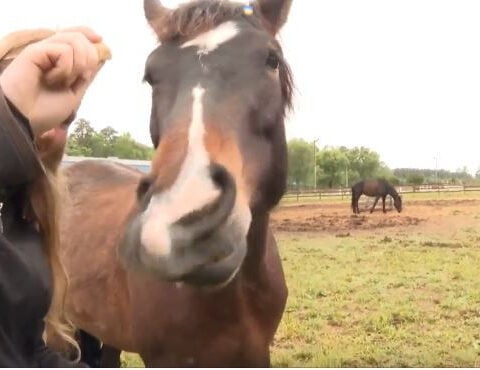 Neighbors jump in to evacuate 28 horses as brush fire spreads