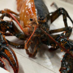 Rare two-colored lobster caught by fishermen off Cape Cod donated to aquarium