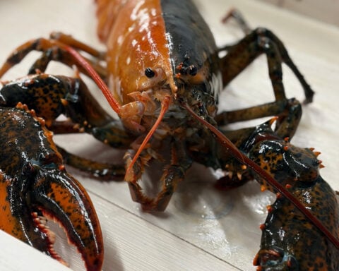 Rare two-colored lobster caught by fishermen off Cape Cod donated to aquarium