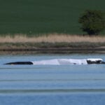 Effort begins to rescue Timmy, the humpback whale, stranded off Germany's Baltic coast