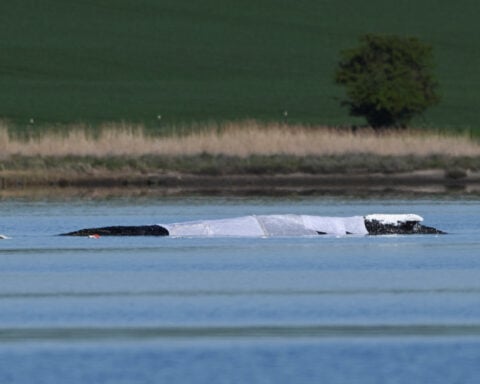Effort begins to rescue Timmy, the humpback whale, stranded off Germany's Baltic coast
