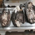 5 bald eagles found dead in Michigan's Upper Peninsula, prompting DNR investigation