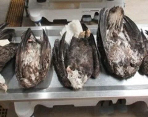 5 bald eagles found dead in Michigan's Upper Peninsula, prompting DNR investigation