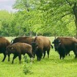 Bison ranch fights to preserve a nearly extinct American icon