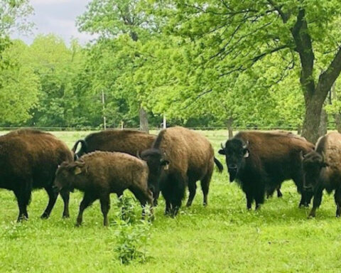 Bison ranch fights to preserve a nearly extinct American icon