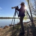 The unexpected pelicans of Colorado hold a special meaning for an award-winning wildlife photographer