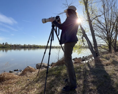 The unexpected pelicans of Colorado hold a special meaning for an award-winning wildlife photographer