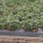 How does rain affect local strawberry farms?