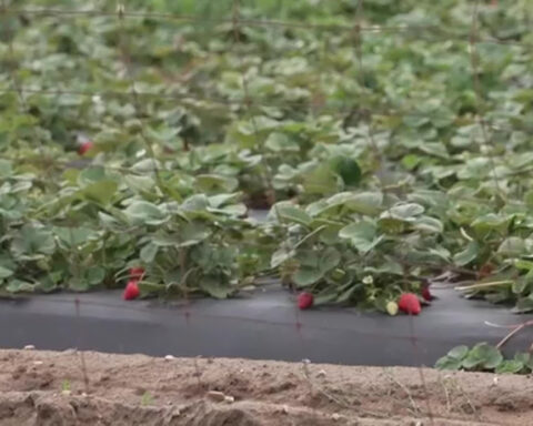 How does rain affect local strawberry farms?