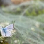 Extinct butterfly at San Francisco Presidio being replaced with close relative