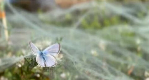Extinct butterfly at San Francisco Presidio being replaced with close relative