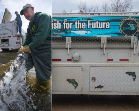 DNR begins stocking 20 million fish across more than 1,000 Michigan lakes and streams