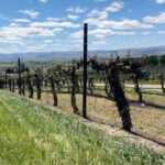 Farmers face tough choices to keep permanent crops alive during the statewide drought emergency