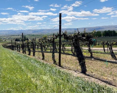 Farmers face tough choices to keep permanent crops alive during the statewide drought emergency