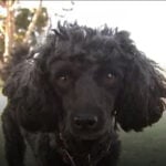 Lawmakers push to bring back 'dog court' amid rise in canine bites