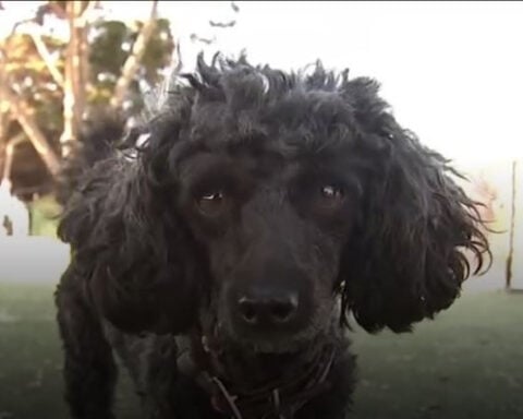 Lawmakers push to bring back 'dog court' amid rise in canine bites