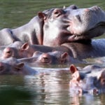 Indian billionaire heir Anant Ambani offers to take in 80 ‘cocaine hippos’ that Colombia wants to cull