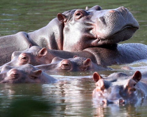 Indian billionaire heir offers to save 80 of Pablo Escobar’s ‘cocaine hippos’ from Colombian cull