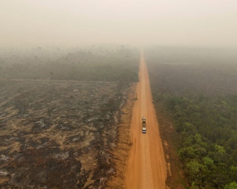 Tropical forest loss eases in 2025 from record high, report shows