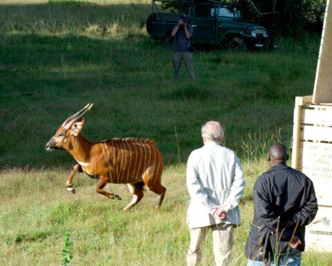 Critically endangered antelopes return to Kenya from Czech zoo