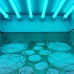 This ‘miracle tree’ can filter more than 98% of microplastics from tap water