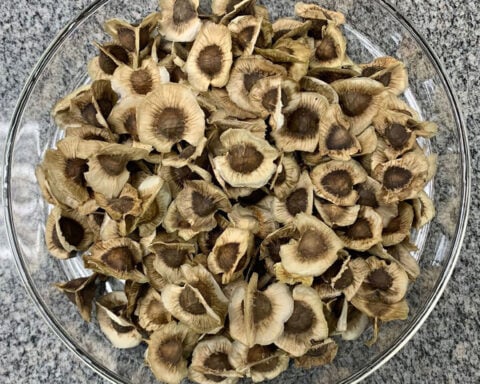 This ‘miracle tree’ can filter more than 98% of microplastics from tap water