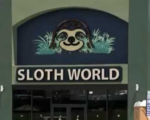 'Long road ahead': 13 sloths rescued from Sloth World continue recovery at Central Florida Zoo