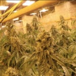 Bulgaria uncovers cannabis farm inside former zinc mine
